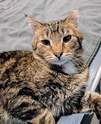 Charlie Brown thumbnail 2