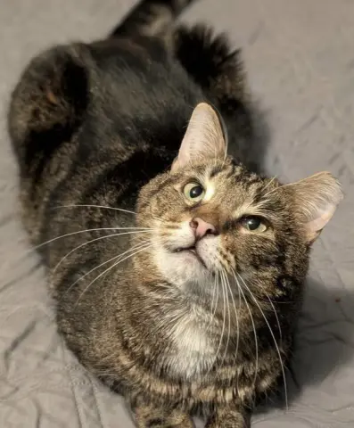 Charlie Brown thumbnail 3