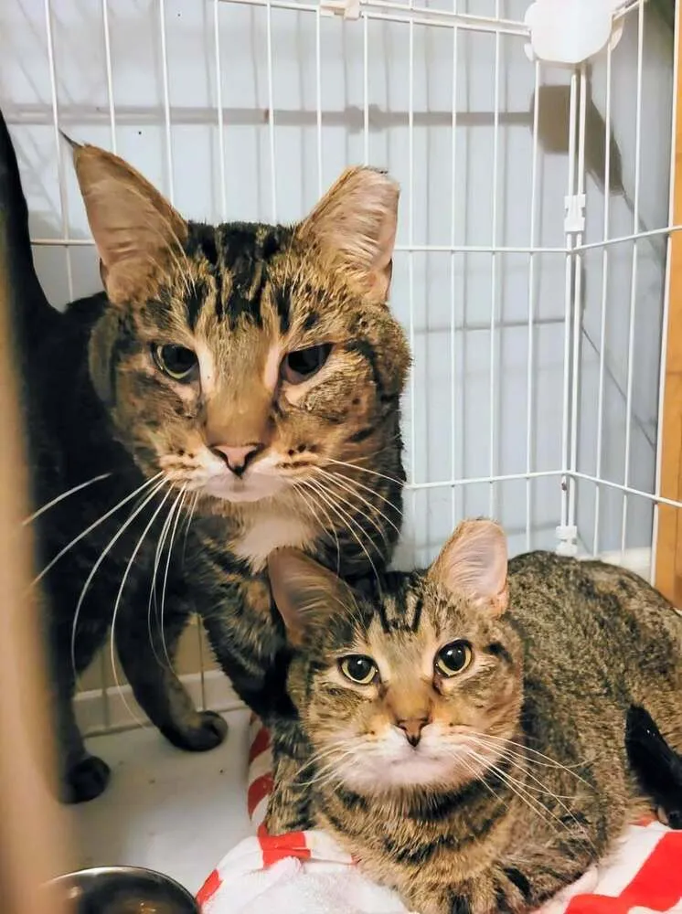 Charlie Brown - Photo 4