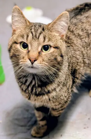 Schroeder thumbnail 4