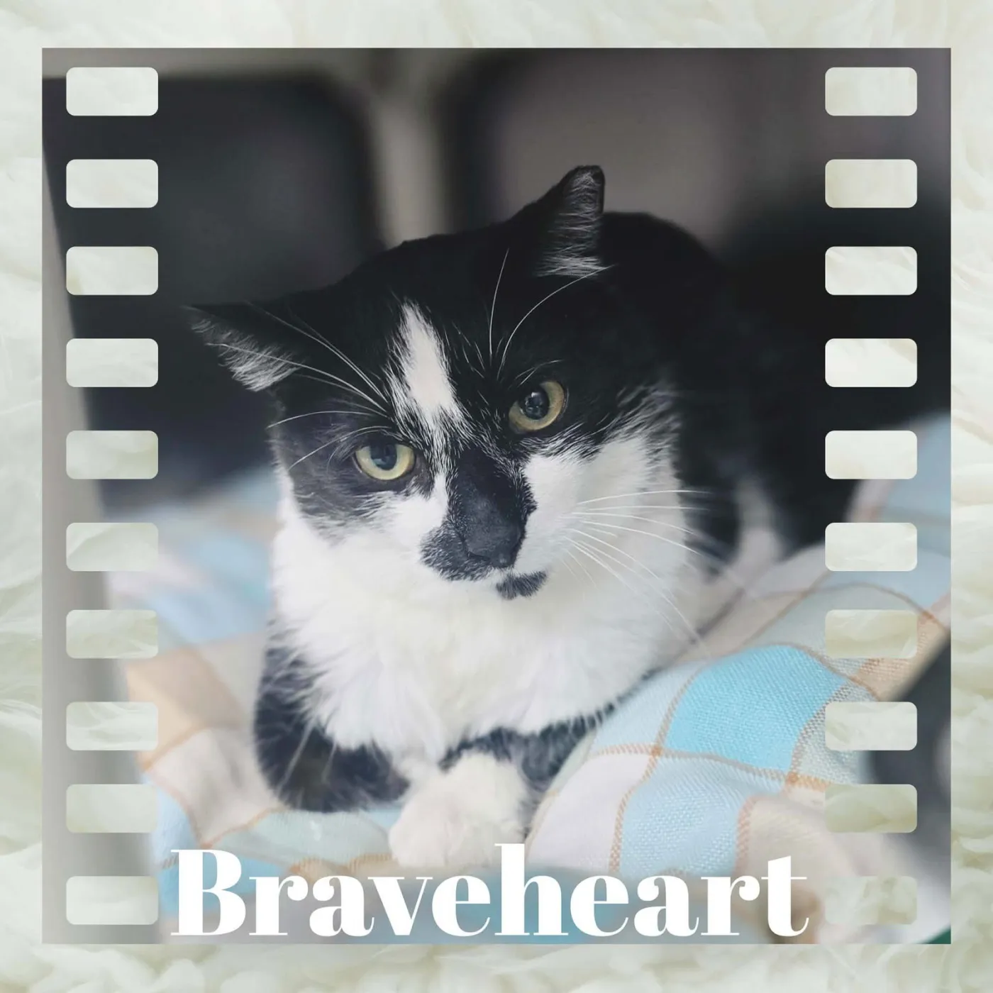 Braveheart - Photo 1