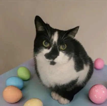 Braveheart thumbnail 2