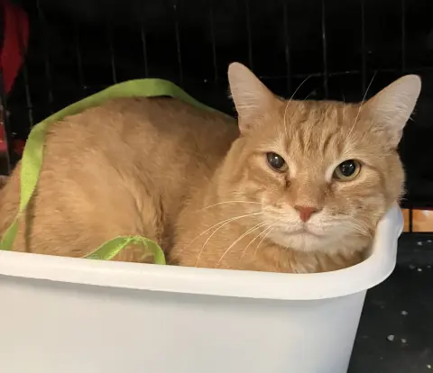 Corduroy thumbnail 2