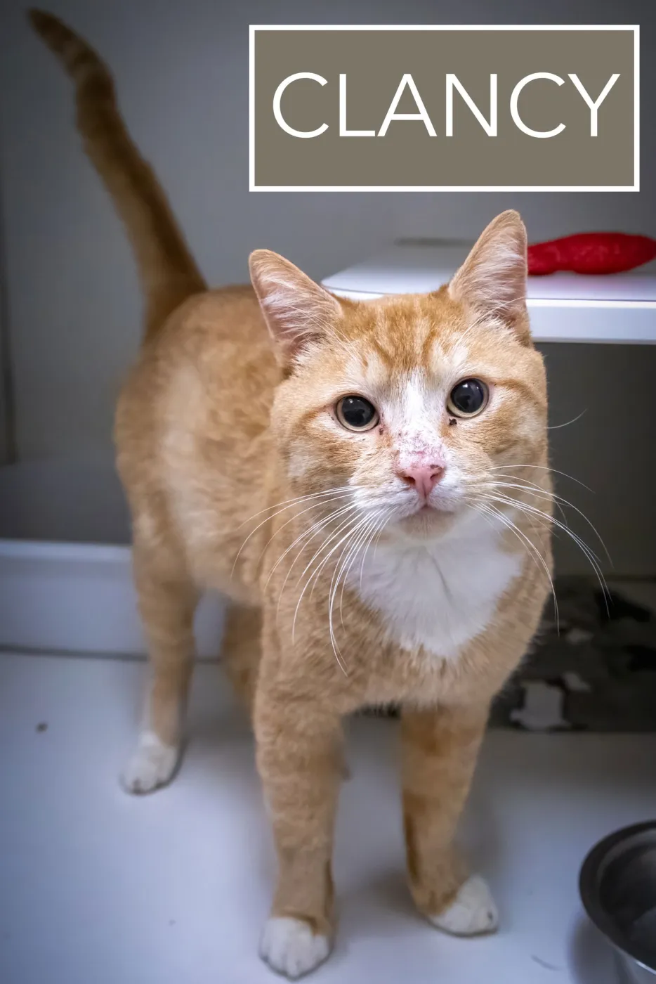 Clancy - Photo 1