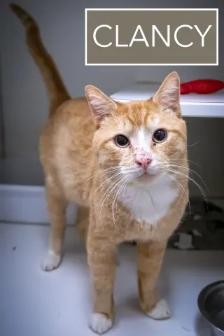 Clancy