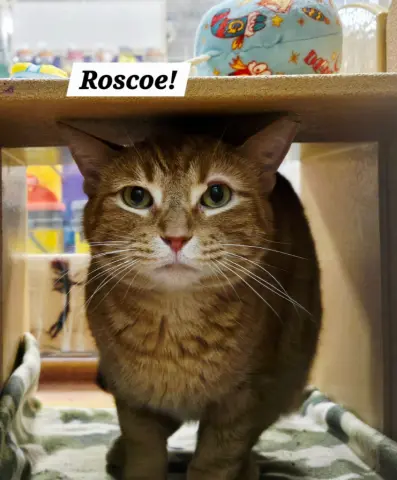 Roscoe
