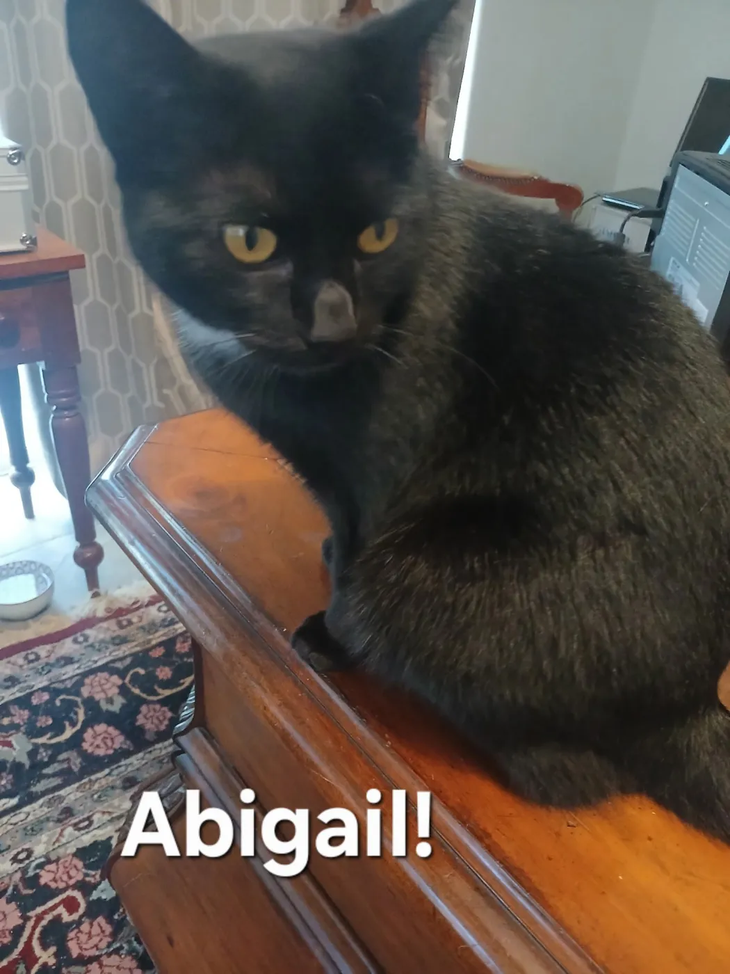 Abigail - Photo 1