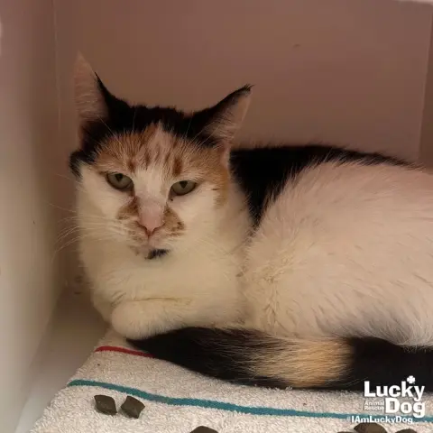 Andariel thumbnail 2