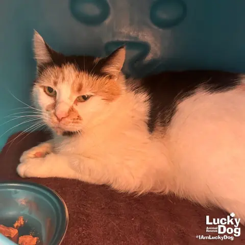 Andariel thumbnail 3