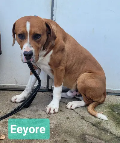 Eeyore