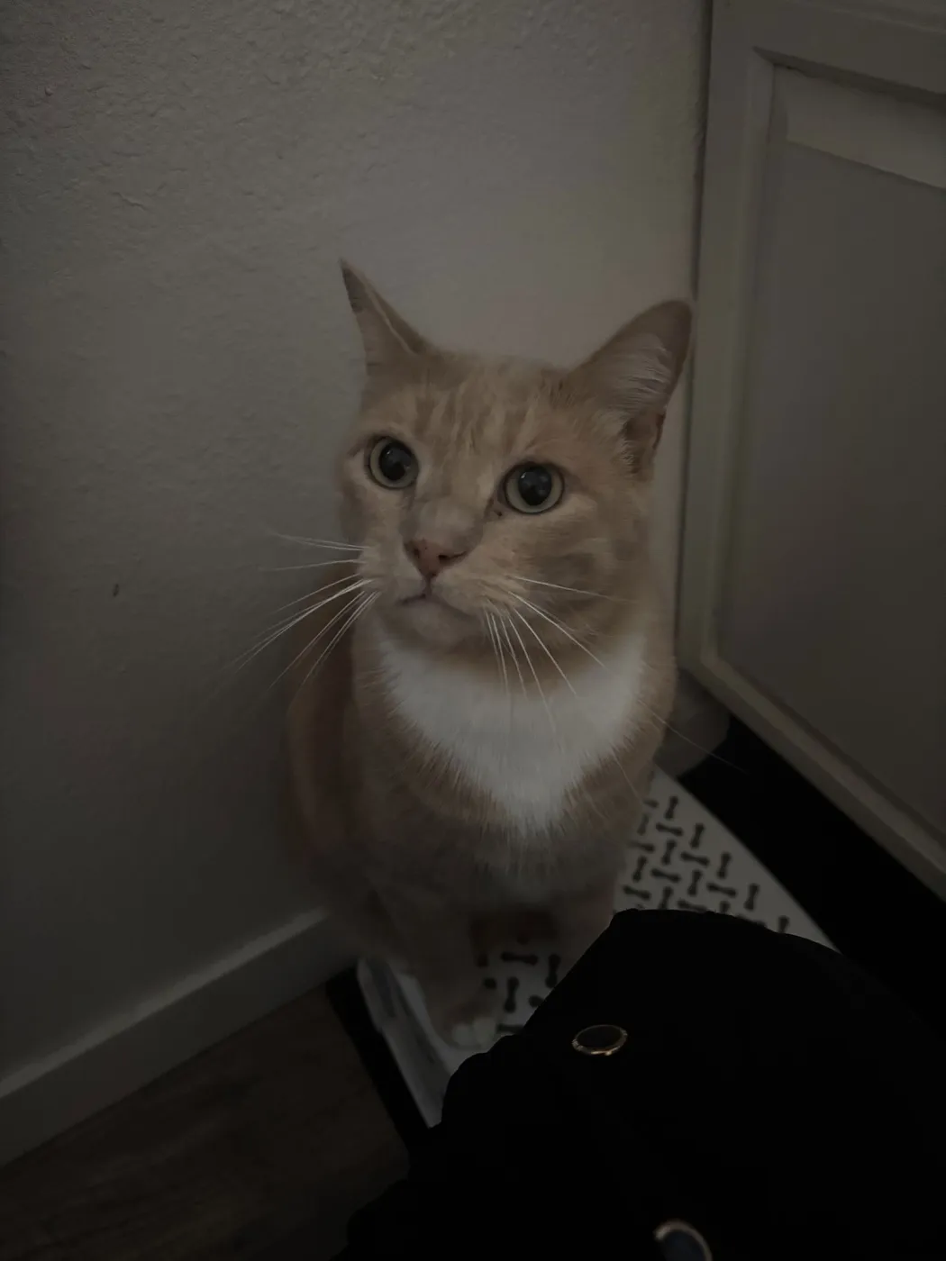 Loki and Freya - Photo 2