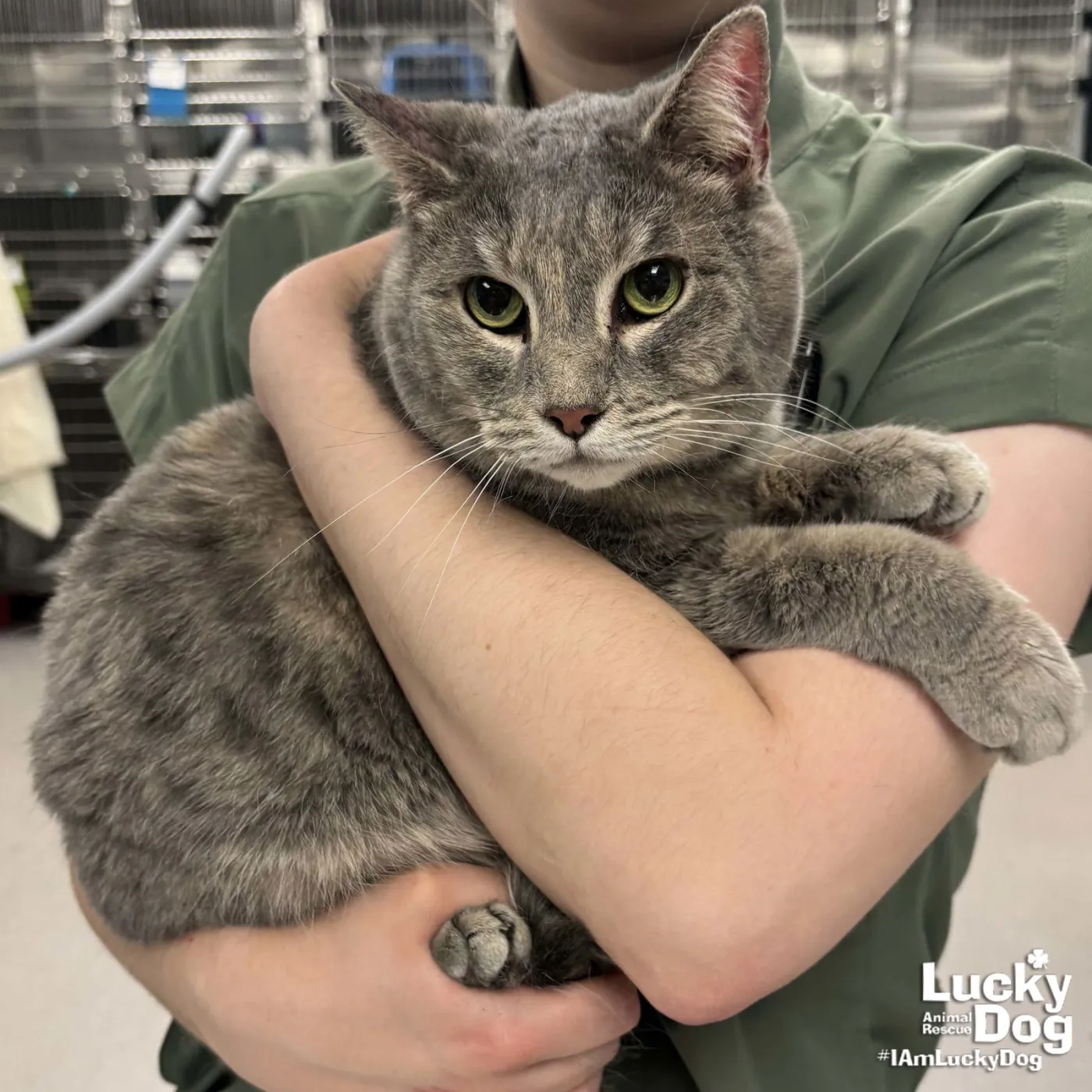 Silverbell - Photo 1