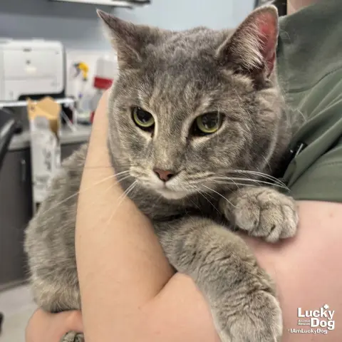 Silverbell thumbnail 2