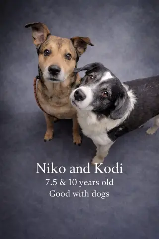 Koda and Niko