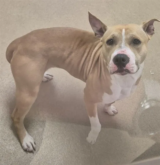 Pixie Chick - Photo 1