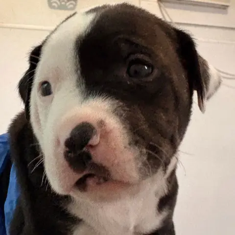 Oatmeal Raisin thumbnail 2