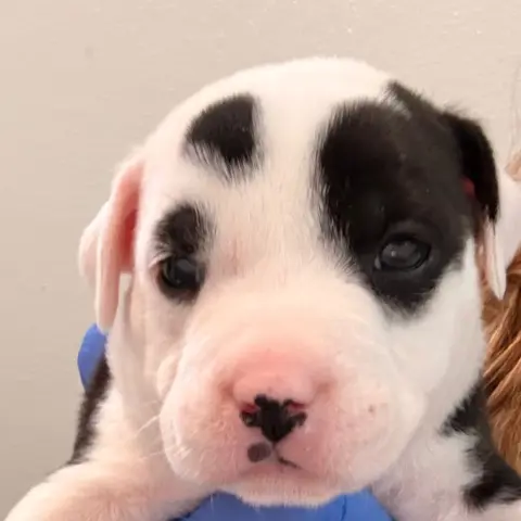 Biscotti thumbnail 2