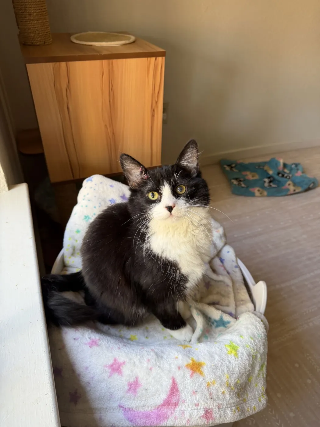 Kris Kringle - Photo 2