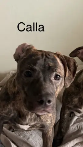 Calla