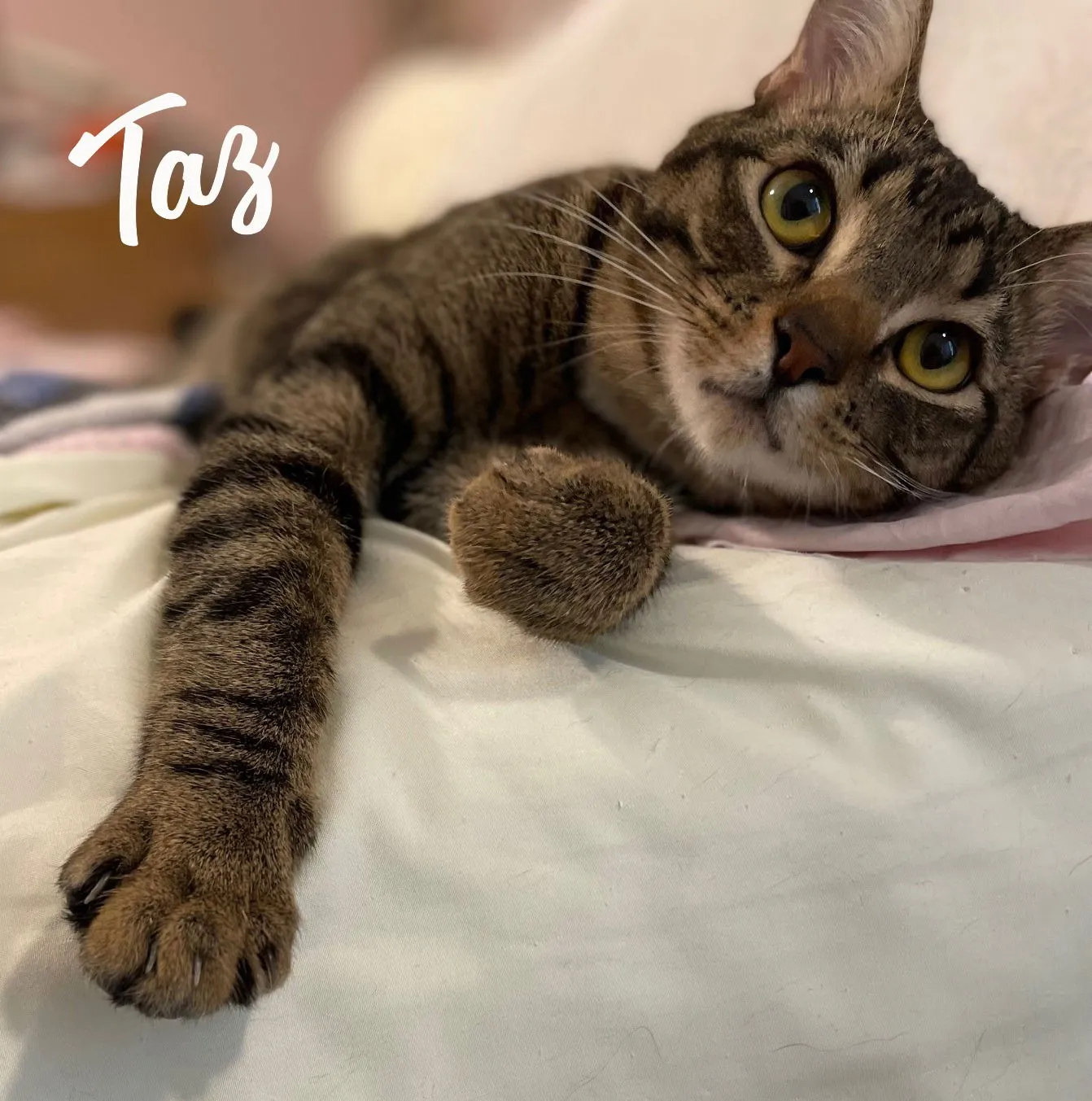 Taz - Photo 1