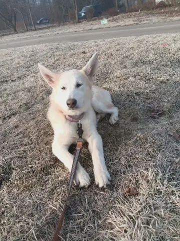 Polar Bear thumbnail 2