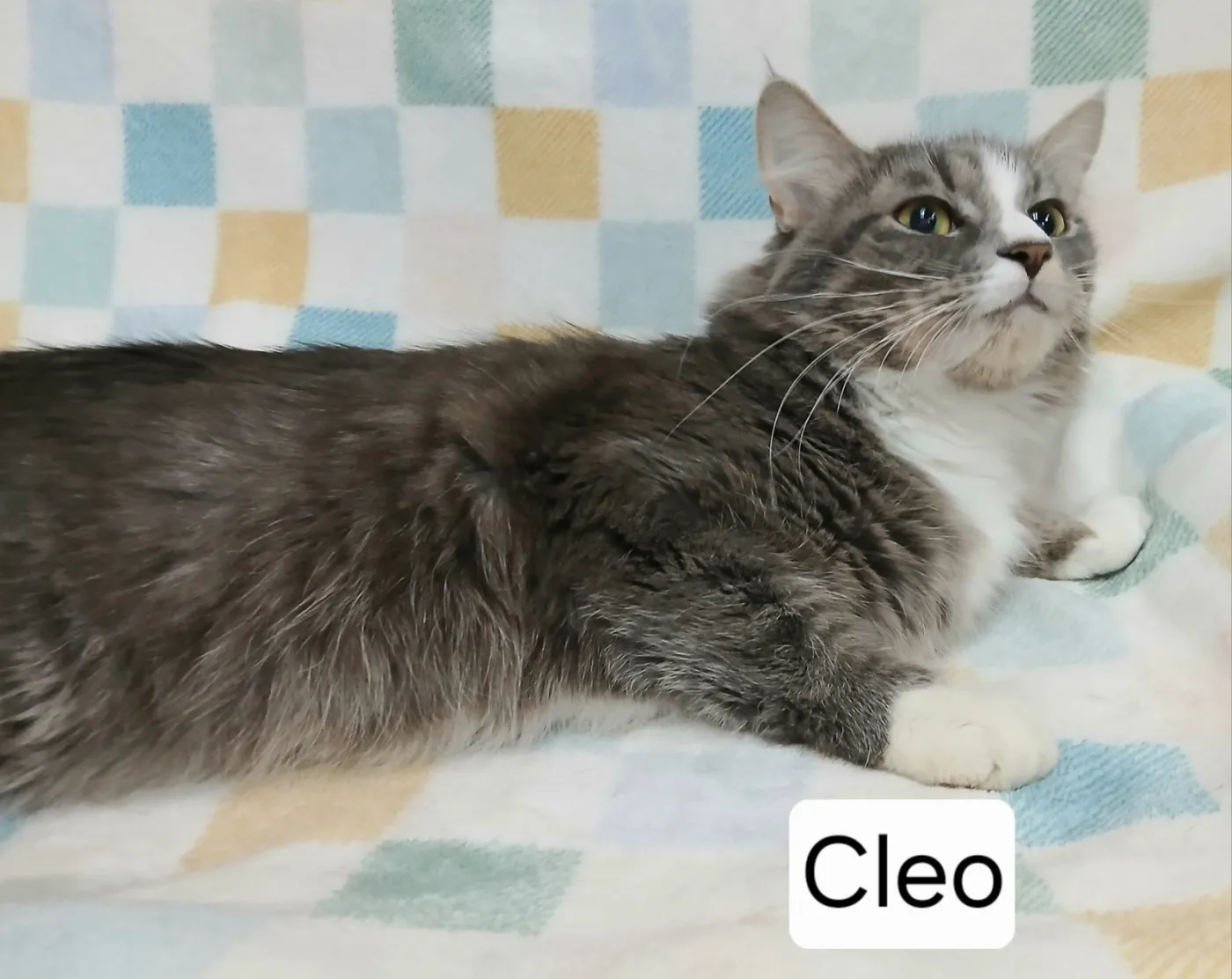 Cleo - Photo 1