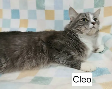 Cleo