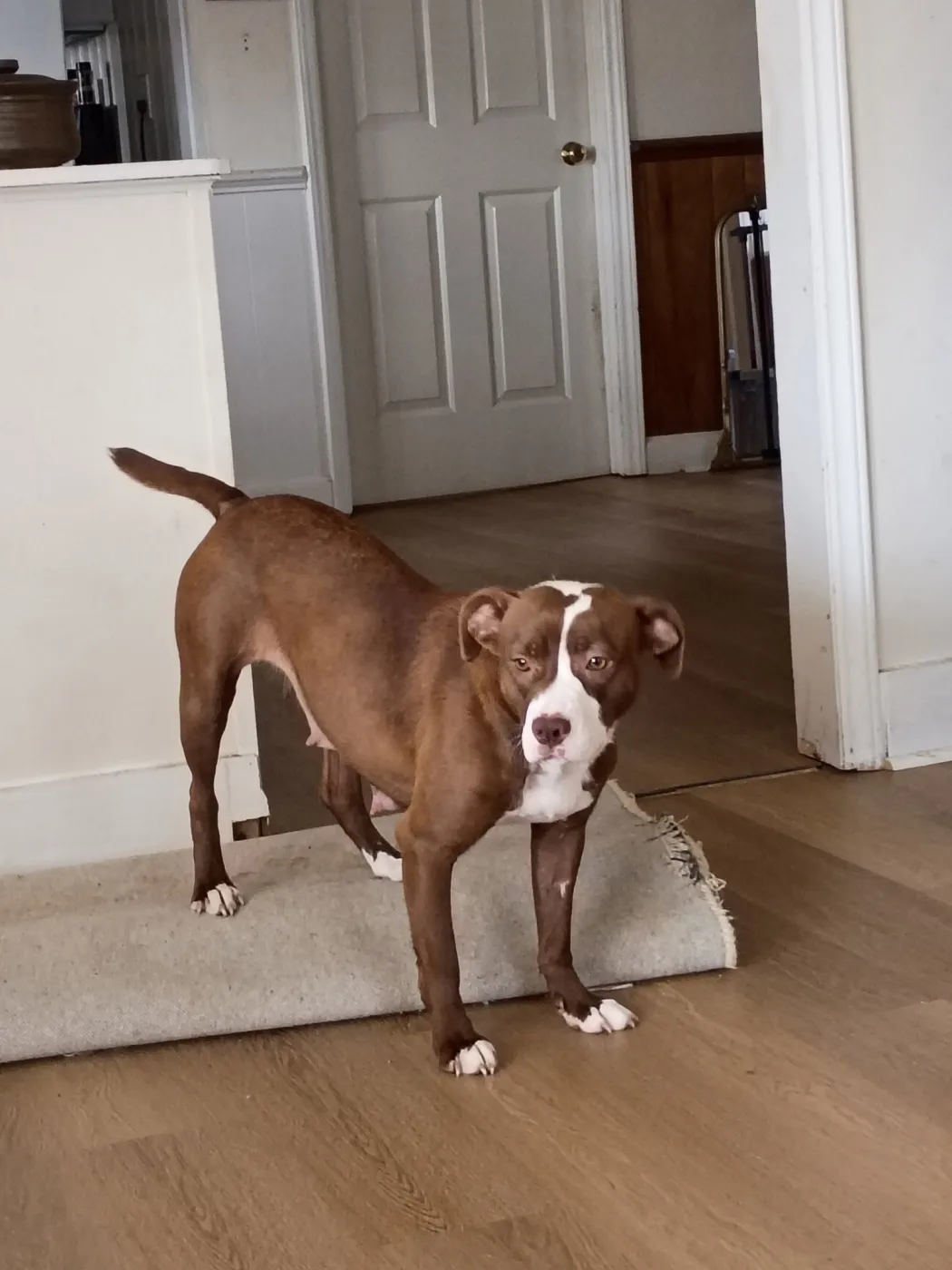 Cappuchino - Photo 1