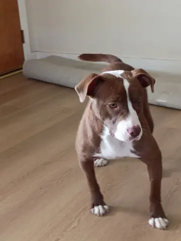 Cappuchino thumbnail 2