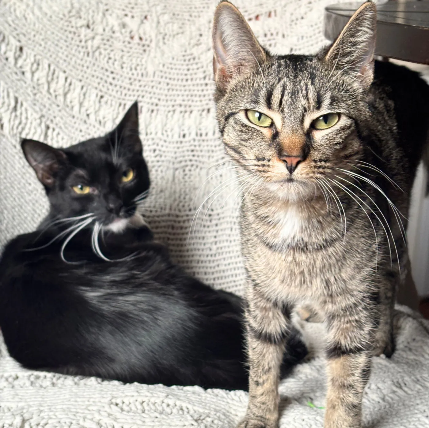 Maelle & Lune - Photo 1