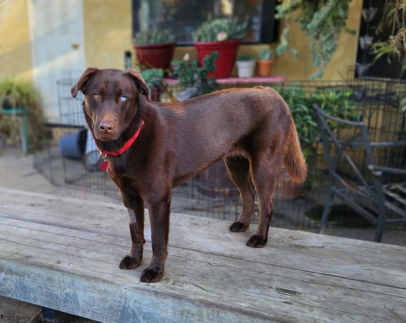 Jersey Girl - Photo 1