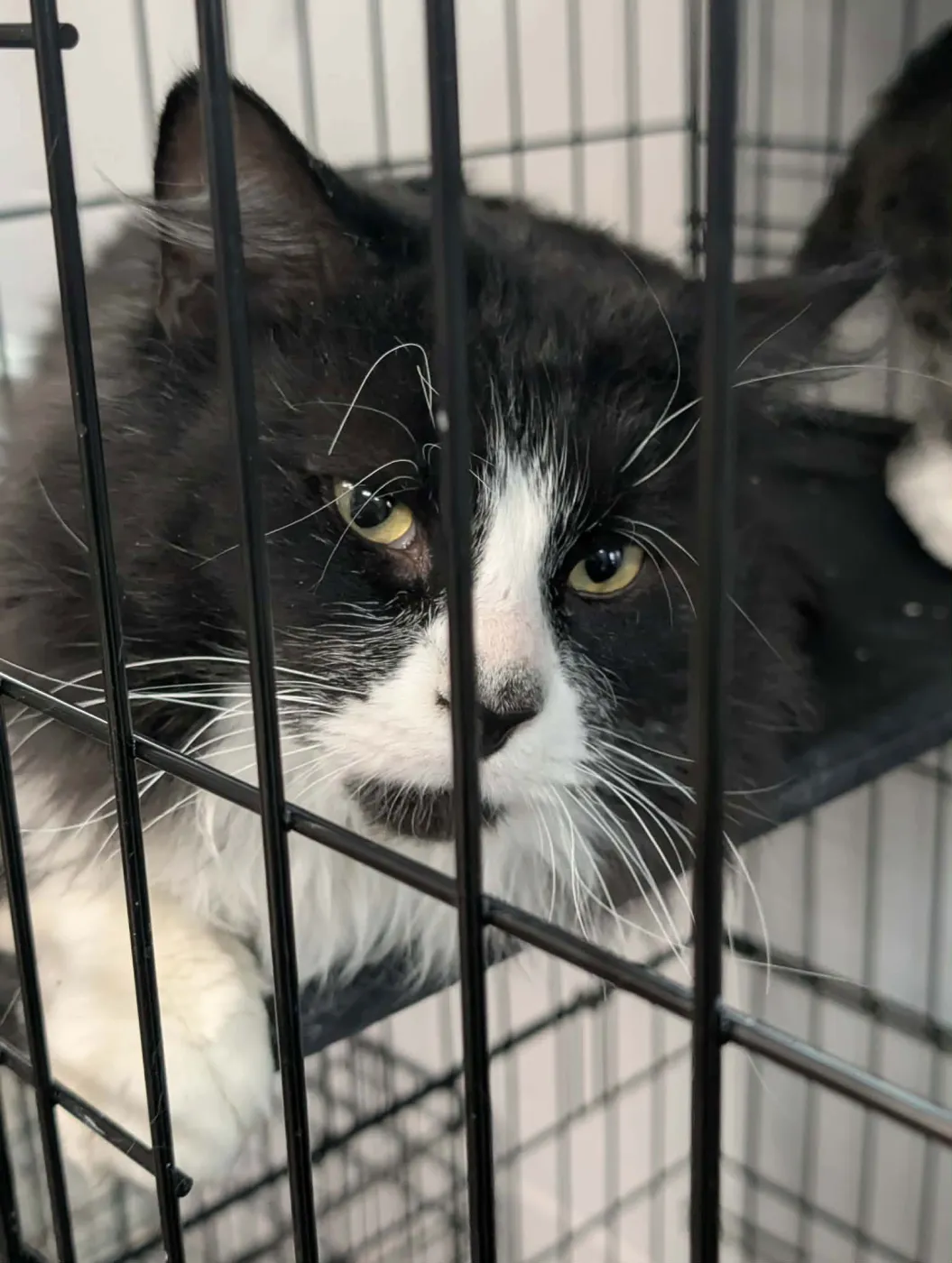 Prince Charming - Photo 1