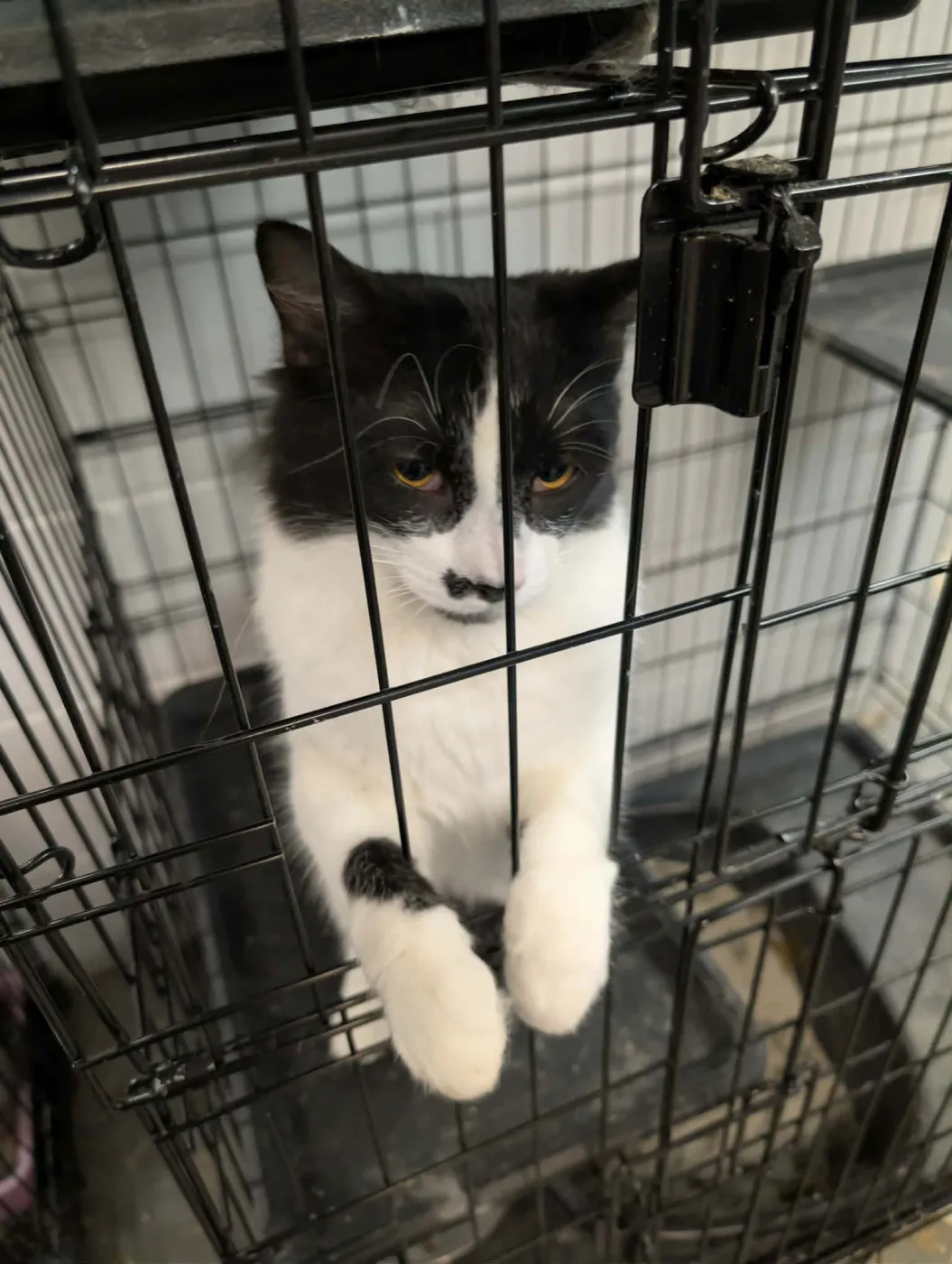 Prince Charming - Photo 2