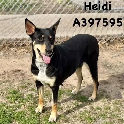 Heidi - Photo 1