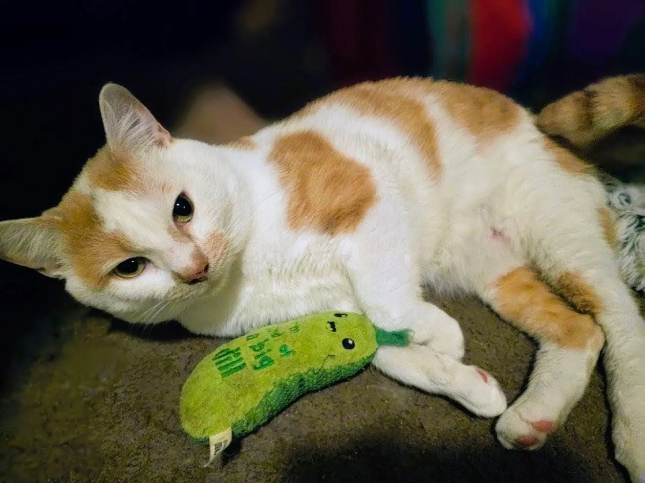 Creamsicle - Photo 2