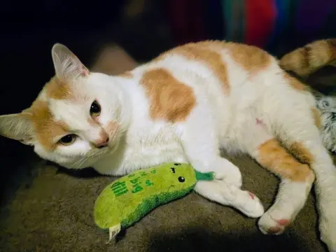 Creamsicle thumbnail 2