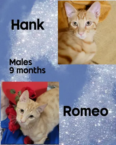 Hank The Tank