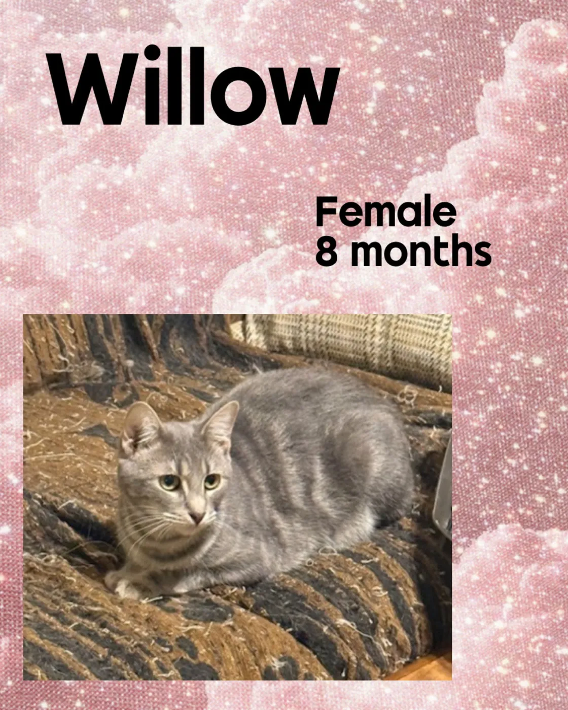 Willow - Photo 1