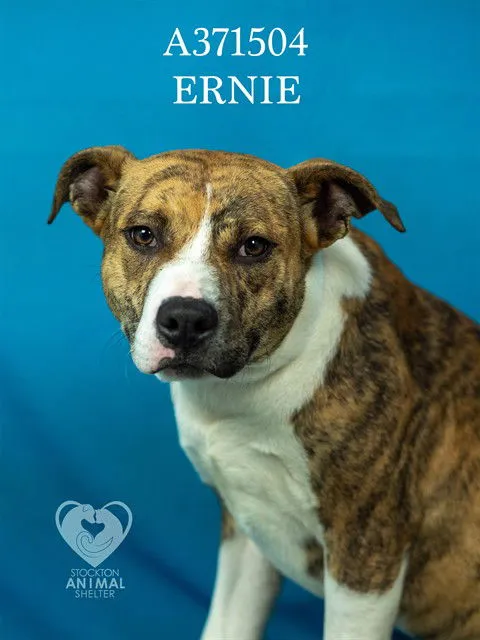 Ernie - Photo 1