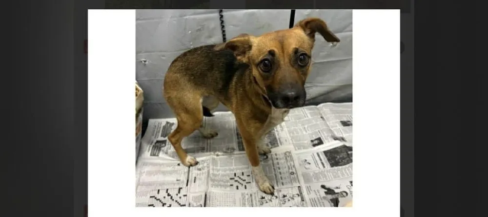 Little Girl - Photo 1