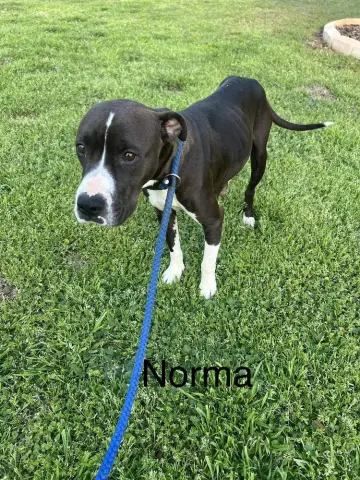 Norma thumbnail 2