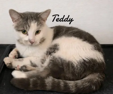 Teddy thumbnail 2