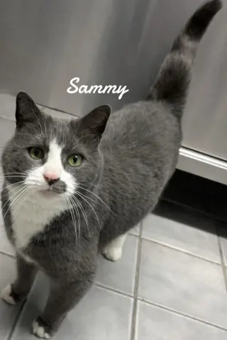 Sammy