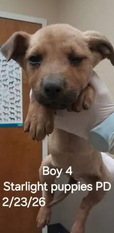 Skylight thumbnail 2