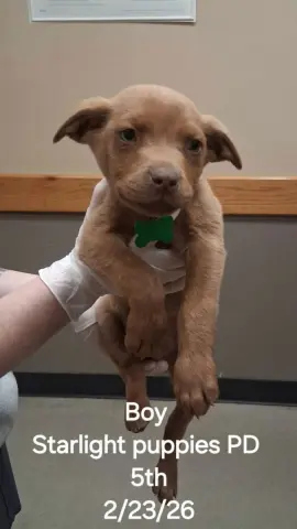 Skylight thumbnail 2