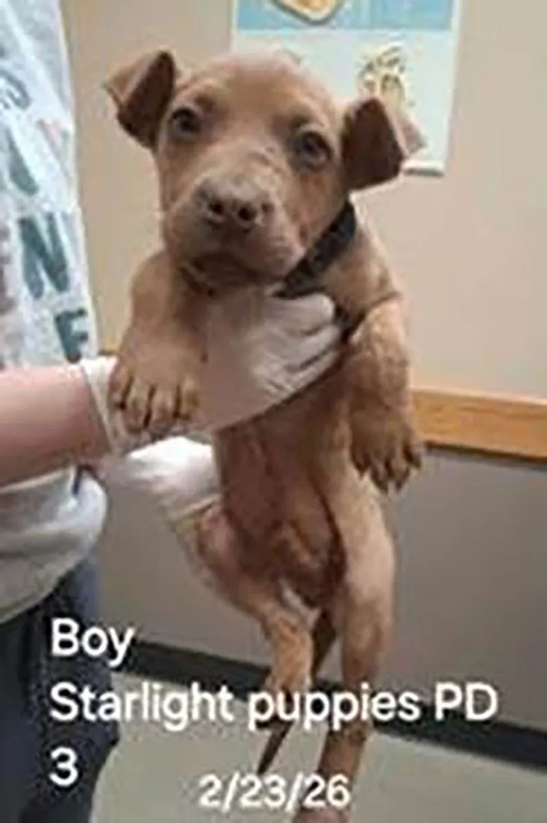 Skylight Pup 5 - Photo 1