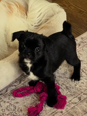 Bob Buttons thumbnail 2