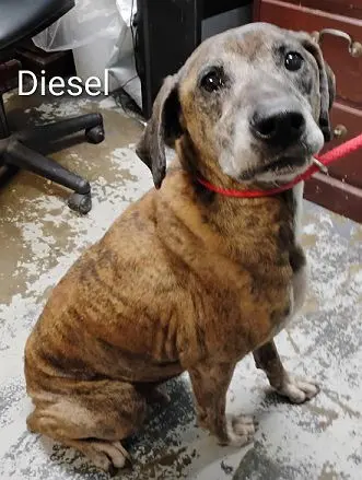 Diesel