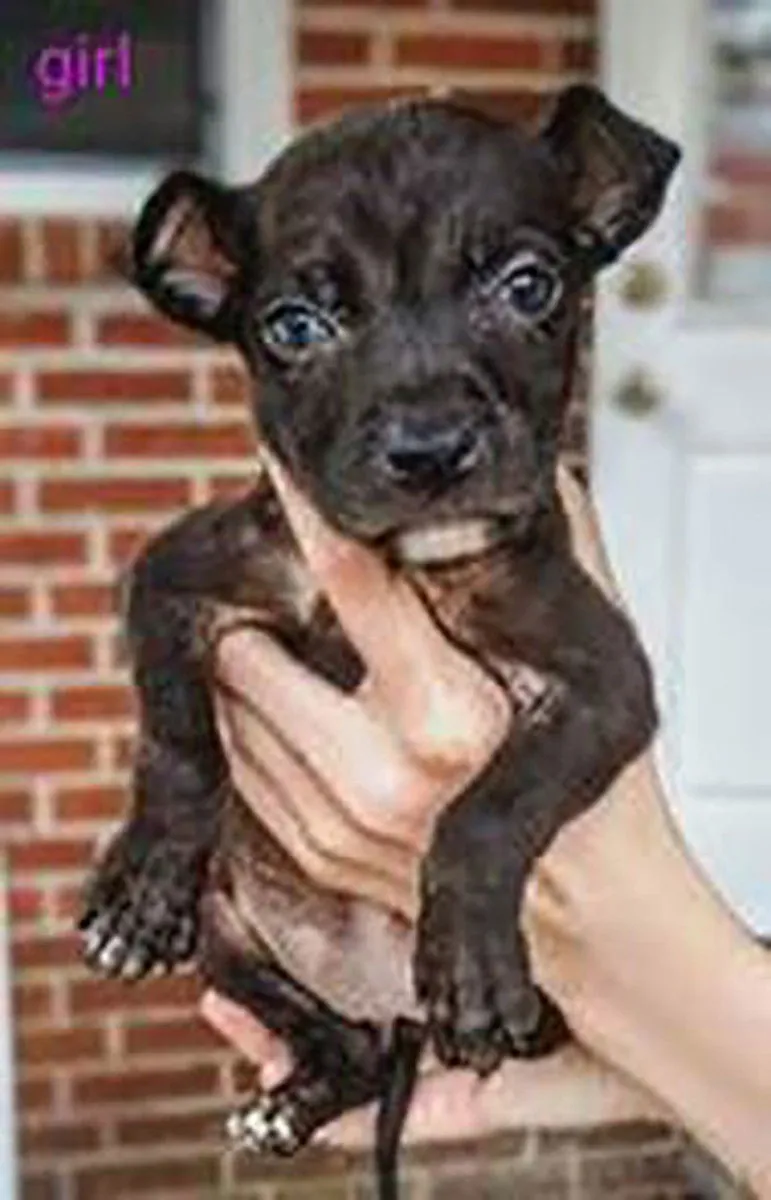 Granny's Pup - Photo 1