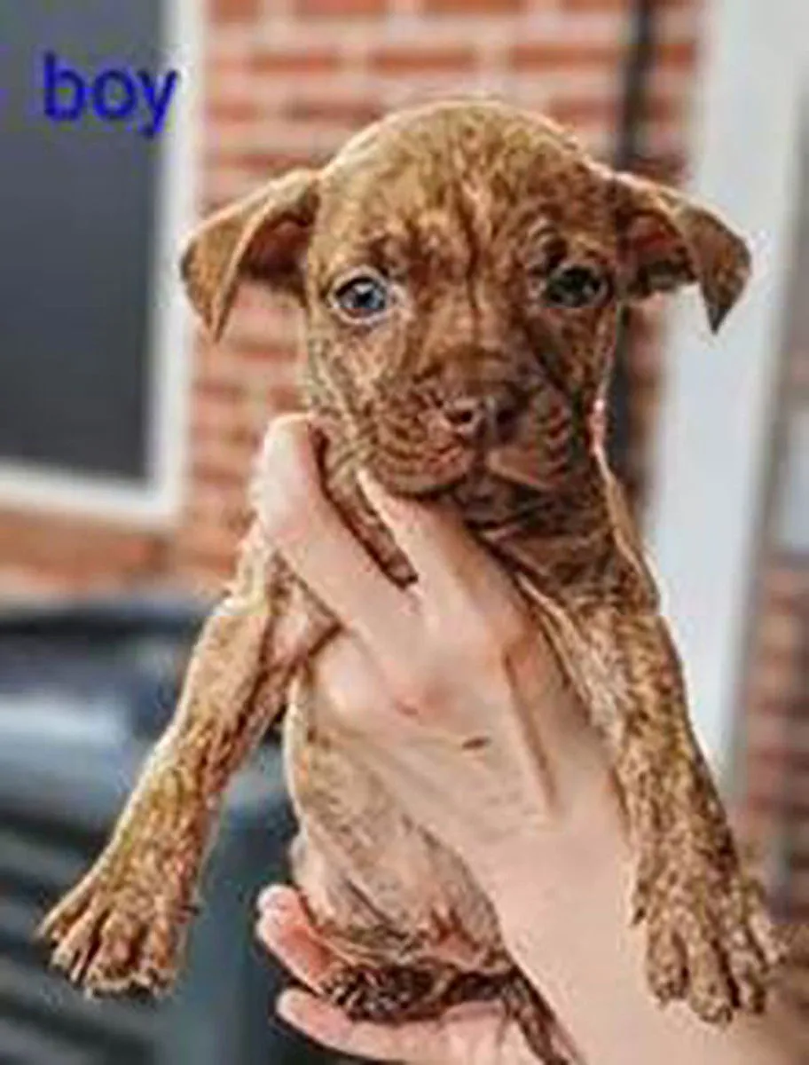 Granny's Pup - Photo 1